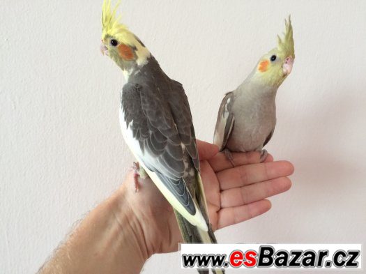 Papoušci: Mláďata korely – fotografie 2