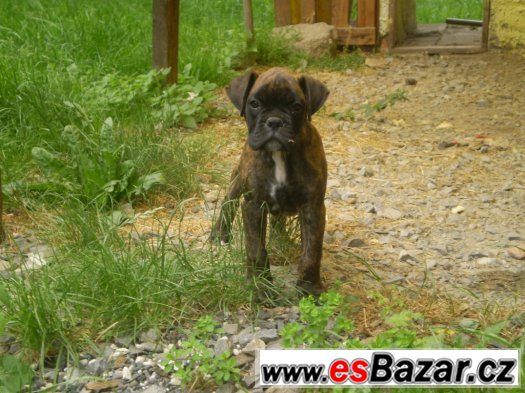 Německý boxer – fotografie 3