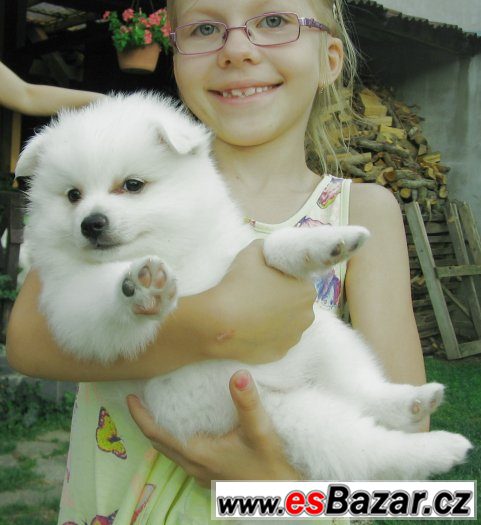 Německý špic střední s PP – fotografie 2
