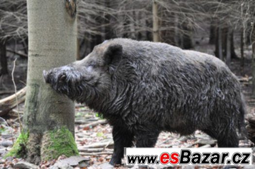 selata divočáků – fotografie 1