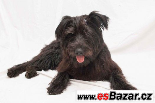 Mini Briard hledá domov – fotografie 1