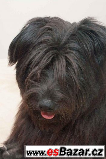 Mini Briard hledá domov – fotografie 2
