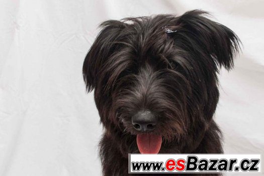 Mini Briard hledá domov – fotografie 3