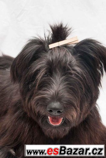 Mini Briard hledá domov – fotografie 4