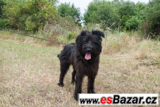 Mini Briard hledá domov – fotografie 5