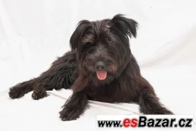 Mini Briard hledá domov