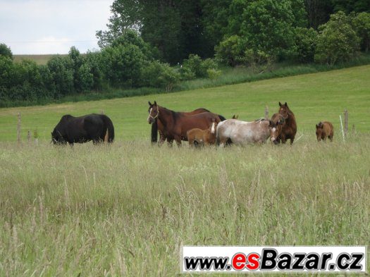 poptávám kobyly k chovu – fotografie 1