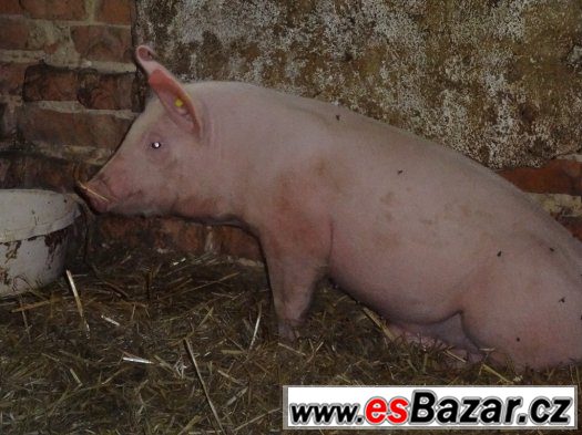 prase – fotografie 1