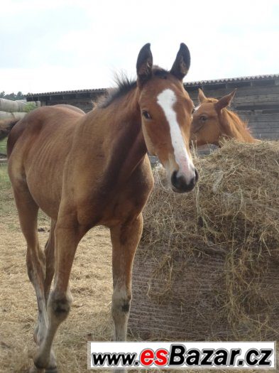 Paint Horse – fotografie 1
