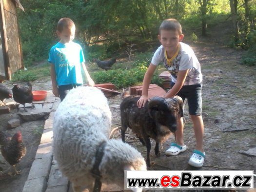 Beránek a ovečka – fotografie 2