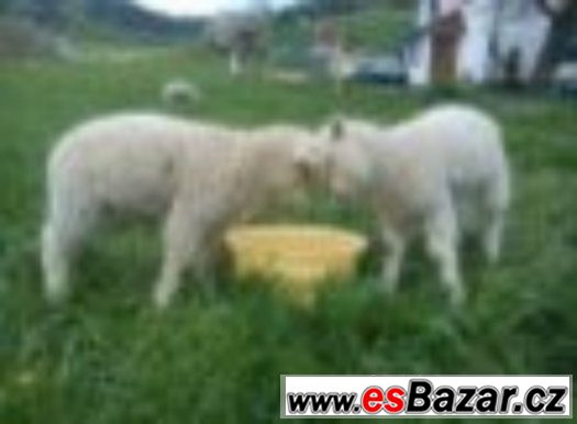 Beránci Romney/Valaška – fotografie 2