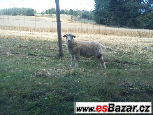 Beránci Romney/Valaška – fotografie 4