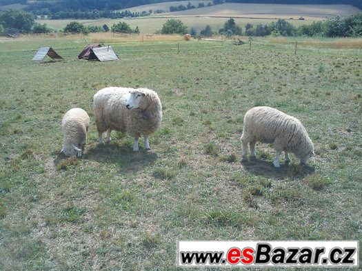 Beránci Romney/Valaška – fotografie 5