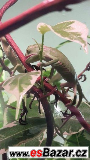 Chameleon jemenský poslednich 6 prcku – fotografie 3