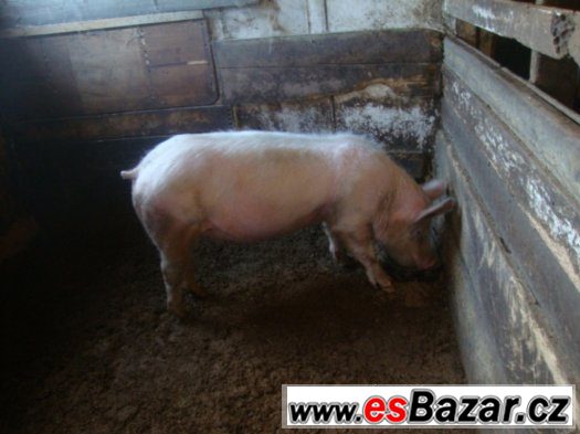 KASTROVANÍ KOZLY DOLNÍ PODLUŽÍ – fotografie 3