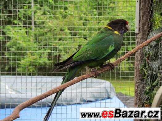 Barnard límcový velký – fotografie 1