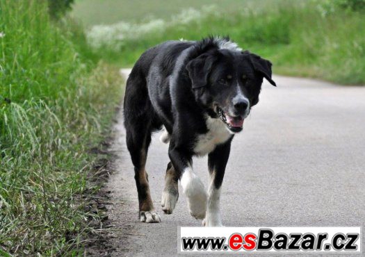 Darujeme nalezeného křížence – fotografie 4