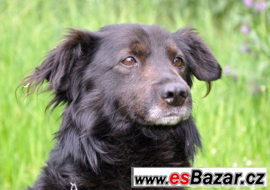 Kříženec hledá nový domov – fotografie 5