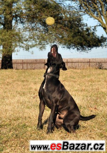 Darujeme opuštěného patterdale teriéra – fotografie 1