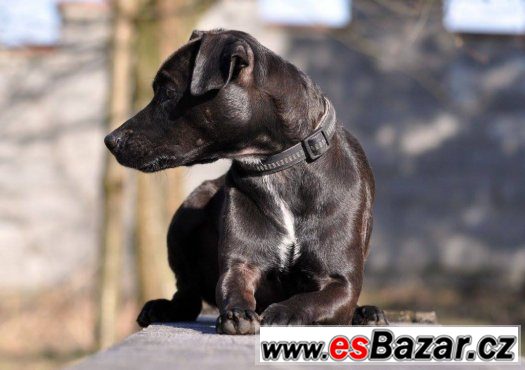 Darujeme opuštěného patterdale teriéra – fotografie 2