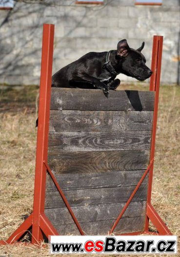 Darujeme opuštěného patterdale teriéra – fotografie 3