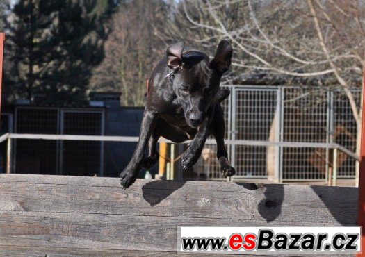 Darujeme opuštěného patterdale teriéra – fotografie 4