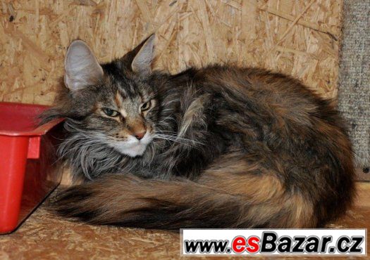 Našla se kočka v Chotýčanech (Č.B.) – fotografie 1