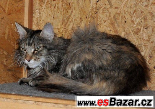 Našla se kočka v Chotýčanech (Č.B.) – fotografie 3