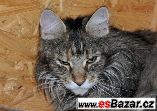 Našla se kočka v Chotýčanech (Č.B.) – fotografie 5