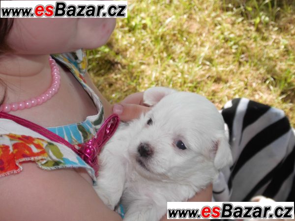 Prodám štěňátka mini maltézáčka bez  – fotografie 4