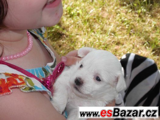 Prodám štěňátka  mini maltézáčka bez PP – fotografie 1