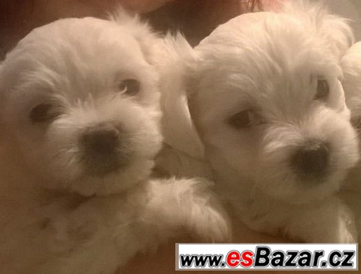 Prodám štěňátka  mini maltézáčka bez PP – fotografie 3