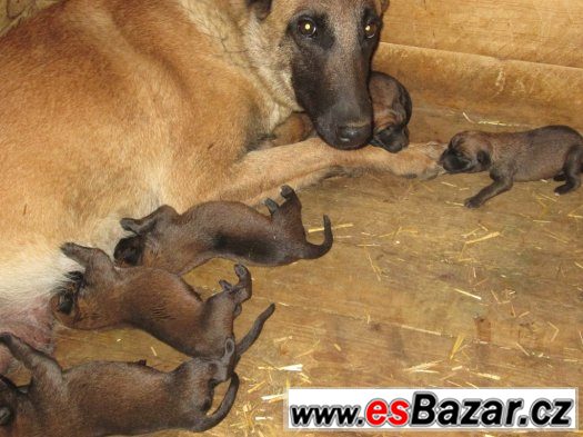 Belgický ovčák malinois – fotografie 1