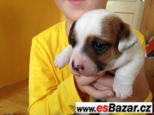 jack russel teriér – fotografie 2