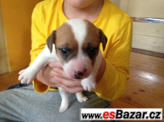 jack russel teriér – fotografie 3