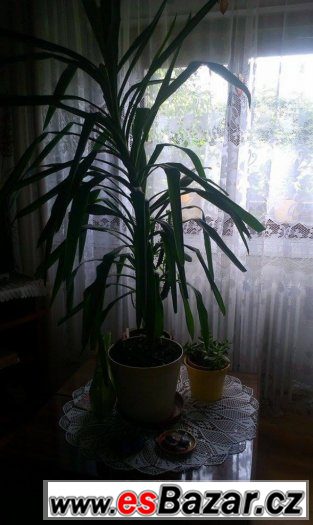 PALMA 160 cm – fotografie 2