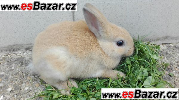 Zakrslý králíčci – fotografie 2
