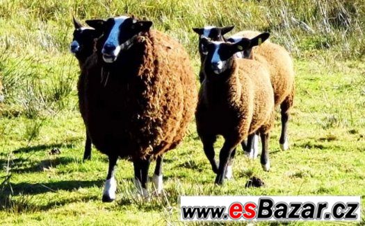 Ovce, jehňata 100% zwartbles – fotografie 1