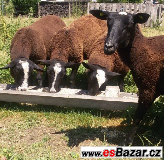 Ovce, jehňata 100% zwartbles – fotografie 2