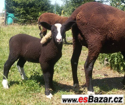 Ovce, jehňata 100% zwartbles – fotografie 3