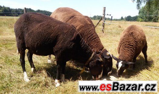 Ovce, jehňata 100% zwartbles – fotografie 4