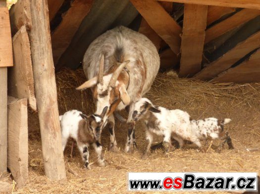 Holanský zakrslý kozlík – fotografie 1