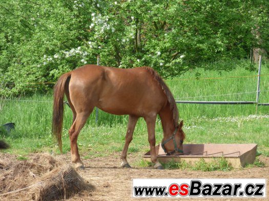 dlouhodobý pronájem – fotografie 1