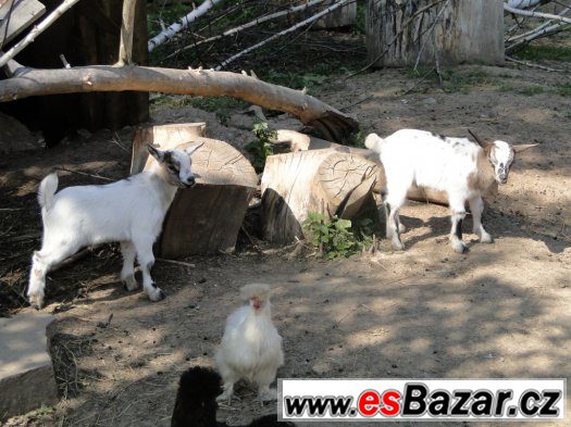 Holanský zakrslý kozlík – fotografie 2