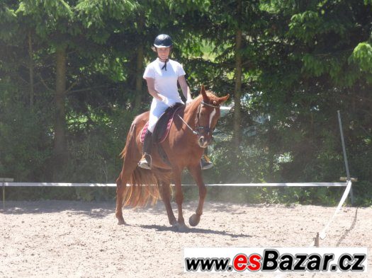 mladá sportovní pony klisna – fotografie 1