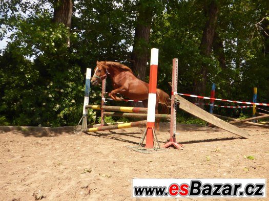 mladá sportovní pony klisna – fotografie 3
