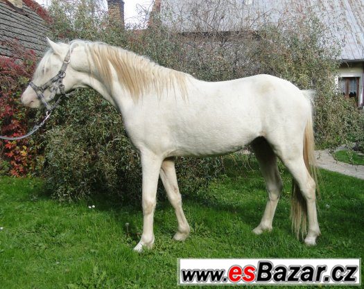 luxusní pony pro mladé jezdce -doprava 26.8.2015 směr Praha – fotografie 1