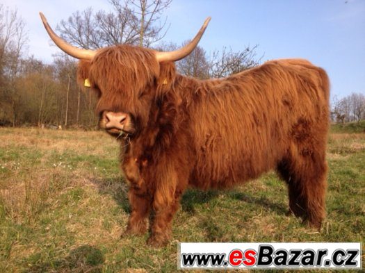 Highland cattle Skotský náhorní skot prodám telata – fotografie 2