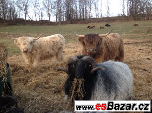 Highland cattle Skotský náhorní skot prodám telata – fotografie 3