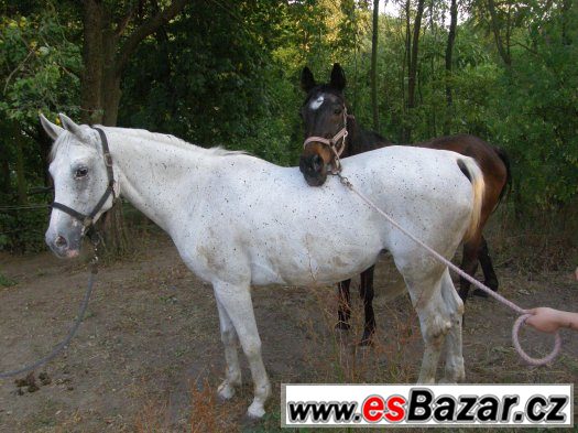Zámecké dožínky v Javorníku – fotografie 1
